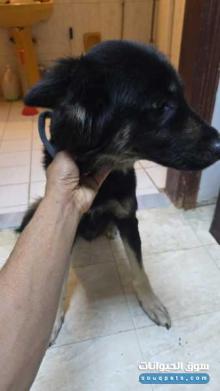 للبيع كلب جرمين شبر