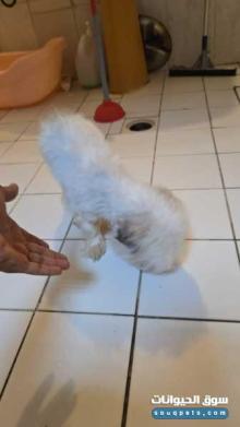 للبيع كلب مالتيز مكس