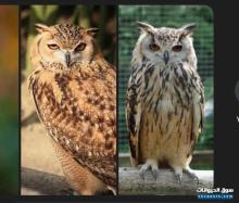 ابحث عن بومه نسريه عقابيه