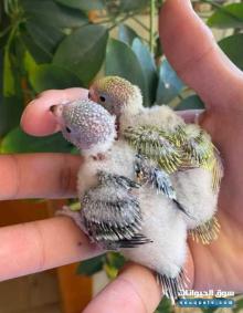 تبني فرخ روز سليم فرخين