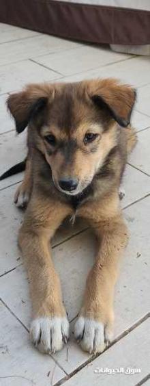 جرو جيرمان شيبرد