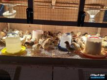 صوص دجاج بادي للبيع العدد 621