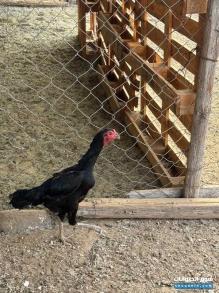 دجاج سندي للبيع