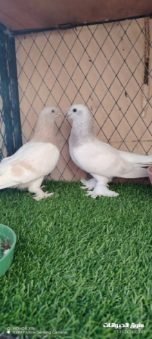 زوج تركي ليموني