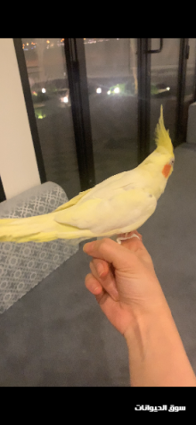 طائر الكروان للبيع