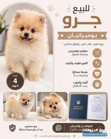 مايكبر نظيف لطيف حبوب