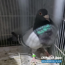 حمام زاجل للبيع صحتها شرط وفيه دخل سباق