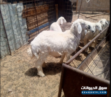 خروف عمر 45 شهور للبيع مناسب للتسمين والذبح