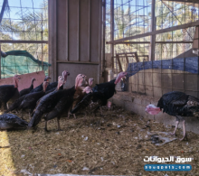 ديك رومي وأنثى وزة عراقي وبط للبيع
