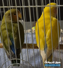 روز أصفر ذيل أزرق عمر شهرين للبيع في جدة بـ 250 ريال