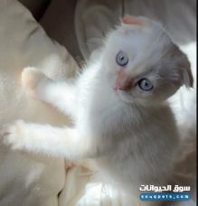 سكوتش فولد ذكر شهرين لعوب للبيع