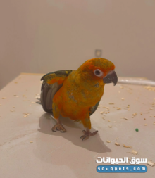 صن كنيور عمر 3 شهور ونص أليف جدا للبيع