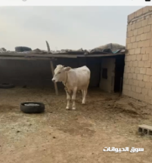 عجل عمر 10 شهور للبيع بسعر 6200 ريال