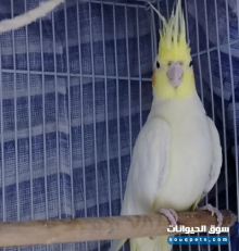 كوكاتيل أنثى لطيفة جدا للبيع