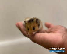 هامستر سوري للبيع في الرياض حي الرمال