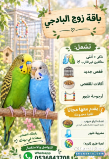 باقة زوج بادجي طيور الحب مع قفص وملحقات جديدة وهدايا مجانية لفترة محدودة باقة زوج بادجي طيور الحب مع قفص وملحقات جديدة وهدايا مجانية لفترة محدودة