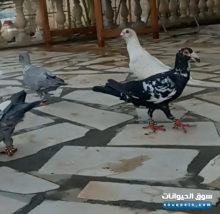 طيور حمام شامية صحه ونظافه للبيع مفرد بسعر طيب