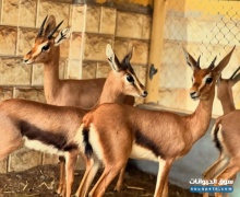 غزلان كبار وصغار ومعز قزم للبيع في السعودية مع التوصيل لجميع المناطق غزلان كبار وصغار ومعز قزم للبيع في السعودية مع التوصيل لجميع المناطق