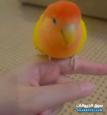 للبيع ببغاء روز أليف ومدرب يعرف اسمه في جدة