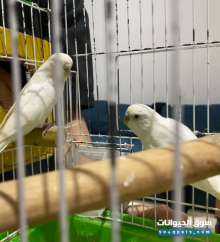 للبيع زوج طيور روز منتجين صغار ومغردين وأليفين في جدة الفروسية
