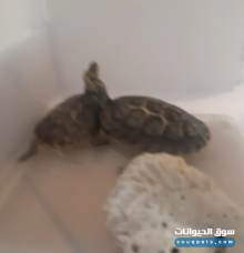 للبيع سلحفاة صغيرة وسلحفاة كبيرة مع بيت السلاحف