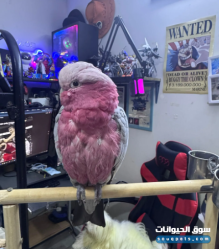 للبيع كوكاتو جالا أليف وودود للبيع كوكاتو جالا أليف وودود