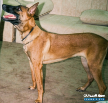 للبيع مالينو بلجيكي ذكر عمره ٨ شهور صحة ممتازة