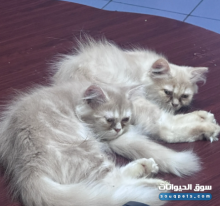 هملايا للبيع في الدمام حي الجلوية هملايا للبيع في الدمام حي الجلوية