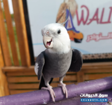 للبيع طيرين كوكاتيل أليفين وودودين في الردف بالطائف